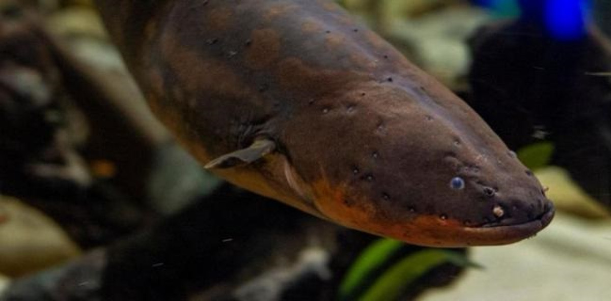 Рождественскую елку запитали от электрического угря