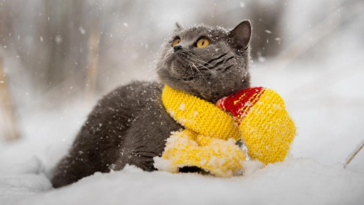 иллюстративное