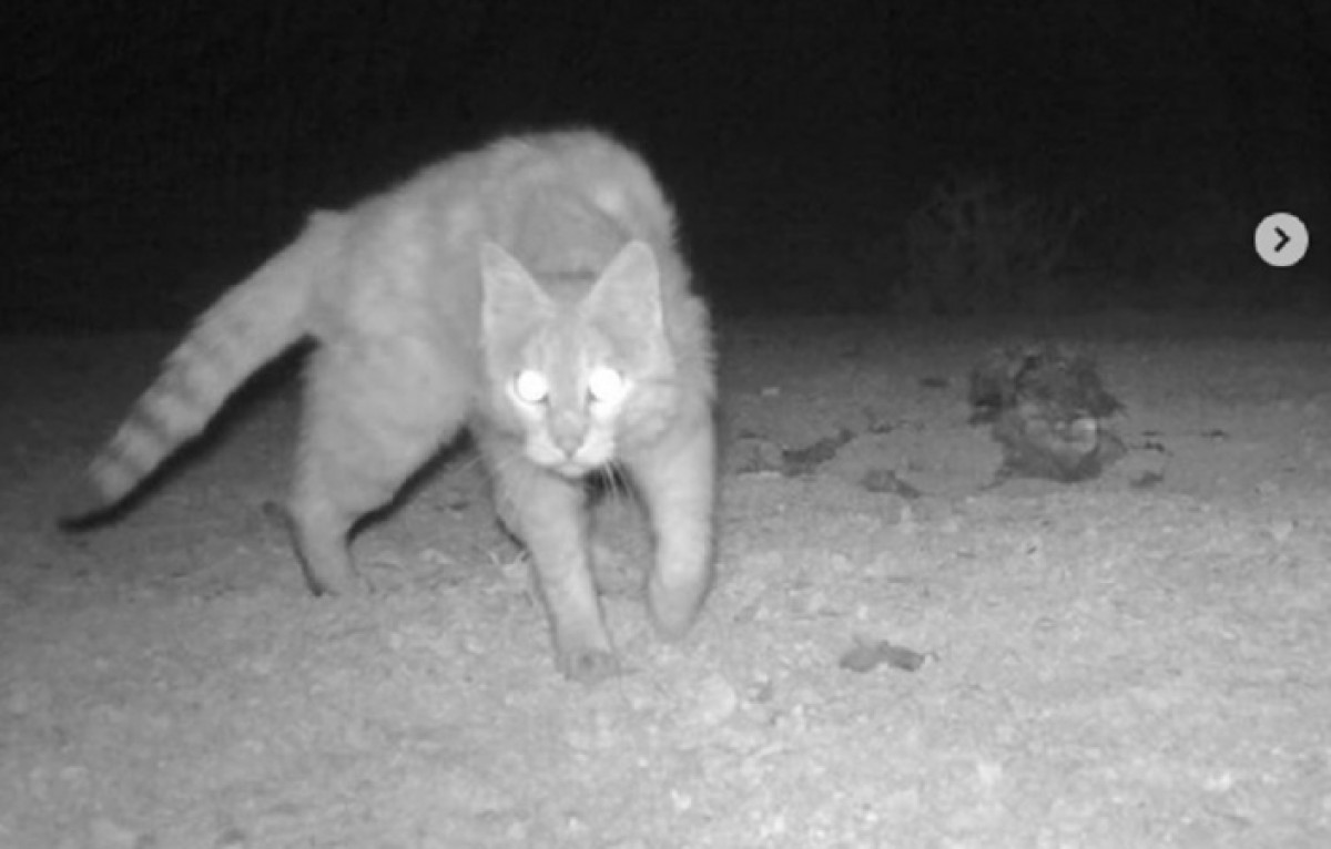 Степной кот попал в фотоловушку на Южном Устюрте