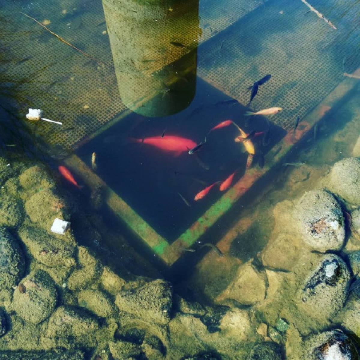 Рыба чуть не погибла в замерзшем пруду алматинского парка "Атакент"