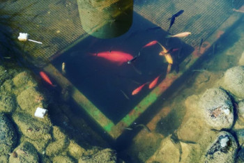 Фотография к новости: Рыба чуть не погибла в замерзшем пруду алматинского парка "Атакент"