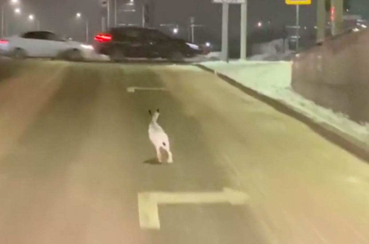 "Ушастый" нарушает ПДД в Нур-Султане