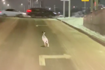 Фотография к новости: "Ушастый" нарушает ПДД в Нур-Султане