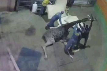 Фотография к новости: "Мы шокированы": работники зоопарка о гибели жирафа Байтерек