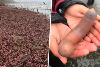 Фотография к новости: Тысячи рыб-пенисов выбросило на берег пляжа в Калифорнии