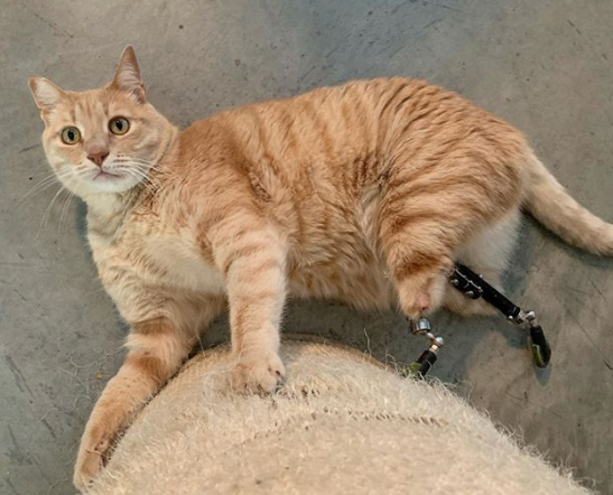 Кот на протезах из Италии стал звездой интернета