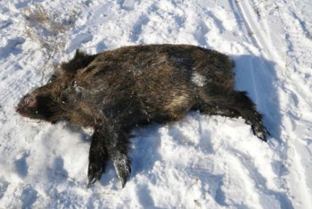 Фотография к новости: Героев живодерской видеорассылки в WhаtsApp задержали в Актюбинской области