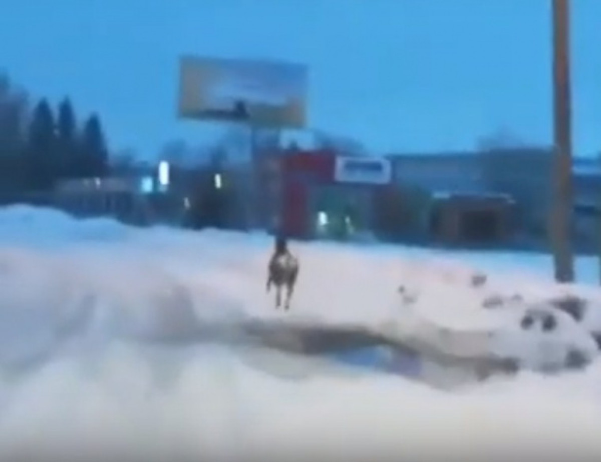 Санта Клаус где-то рядом: бегущего по улице оленя сняли в Усть-Каменогорске