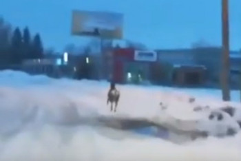 Фотография к новости: Санта Клаус где-то рядом: бегущего по улице оленя сняли в Усть-Каменогорске