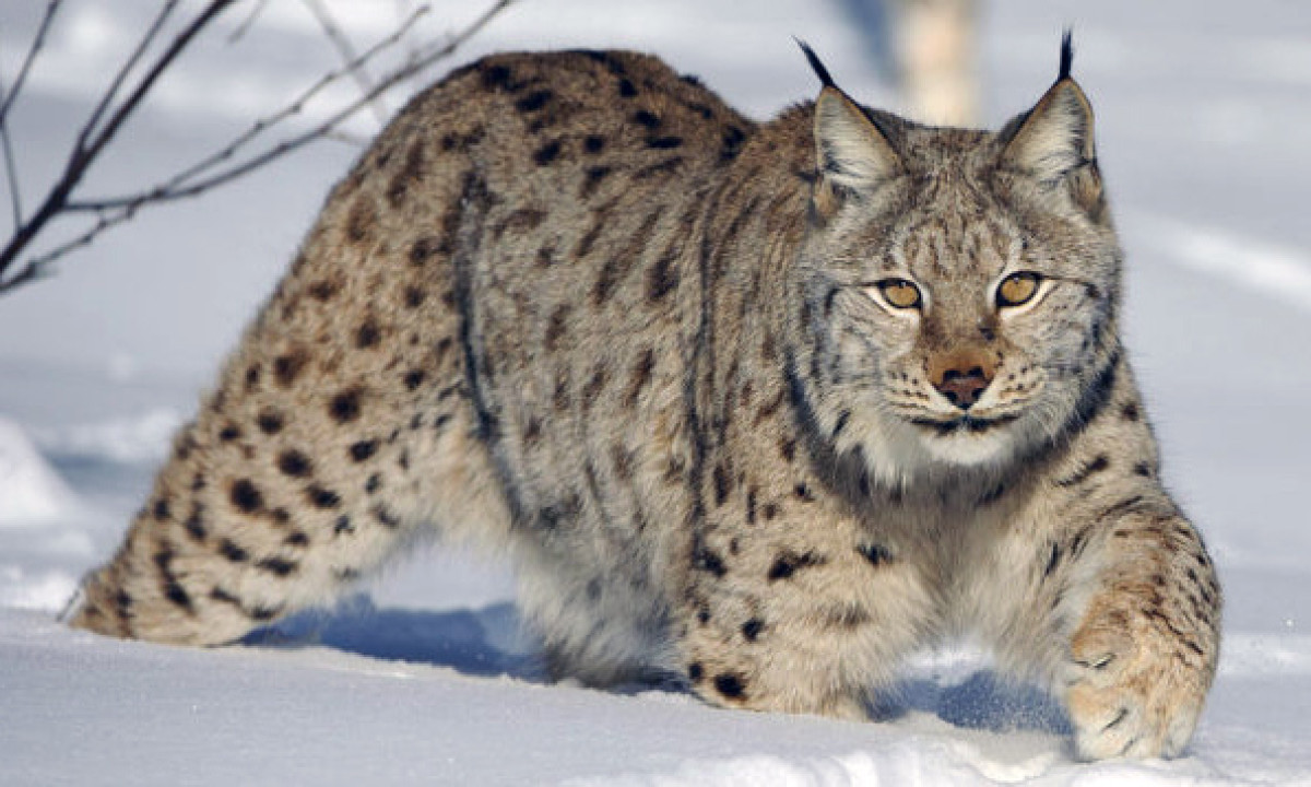 из открытых источников