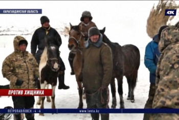Фотография к новости: Волки загрызли более 50 лошадей в Карагандинской области