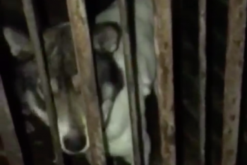 Фотография к новости: Пускали на мясо. Волонтеры обнаружили собак из отлова в одном из кафе Талдыкоргана