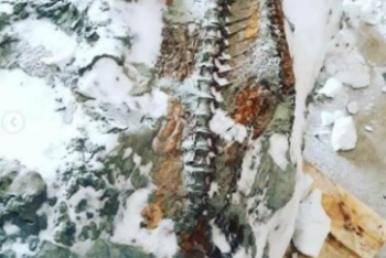 Фотография к новости: Хорошо сохранившийся скелет древней рыбы нашли в Костанайской области