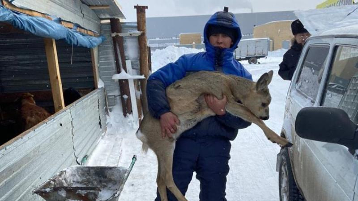 Косуля забрела в Нур-Султан и была спасена