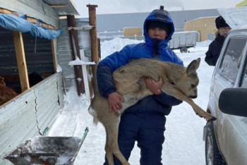 Фотография к новости: Косуля забрела в Нур-Султан и была спасена