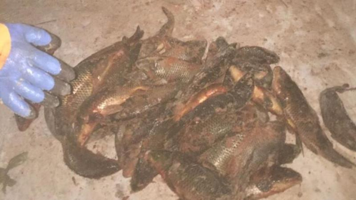 Тонну рыбы изъяли у браконьеров в Кызылординской области