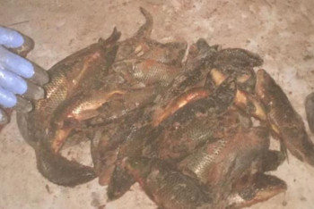 Фотография к новости: Тонну рыбы изъяли у браконьеров в Кызылординской области