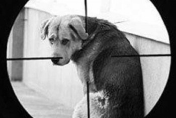 Фотография к новости: Cобак отстреливали вблизи школы в Усть-Каменогорске