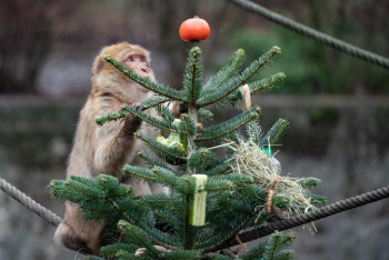 Фотография к новости: Алматинский зоопарк объявил прием отслуживших новогодних елок