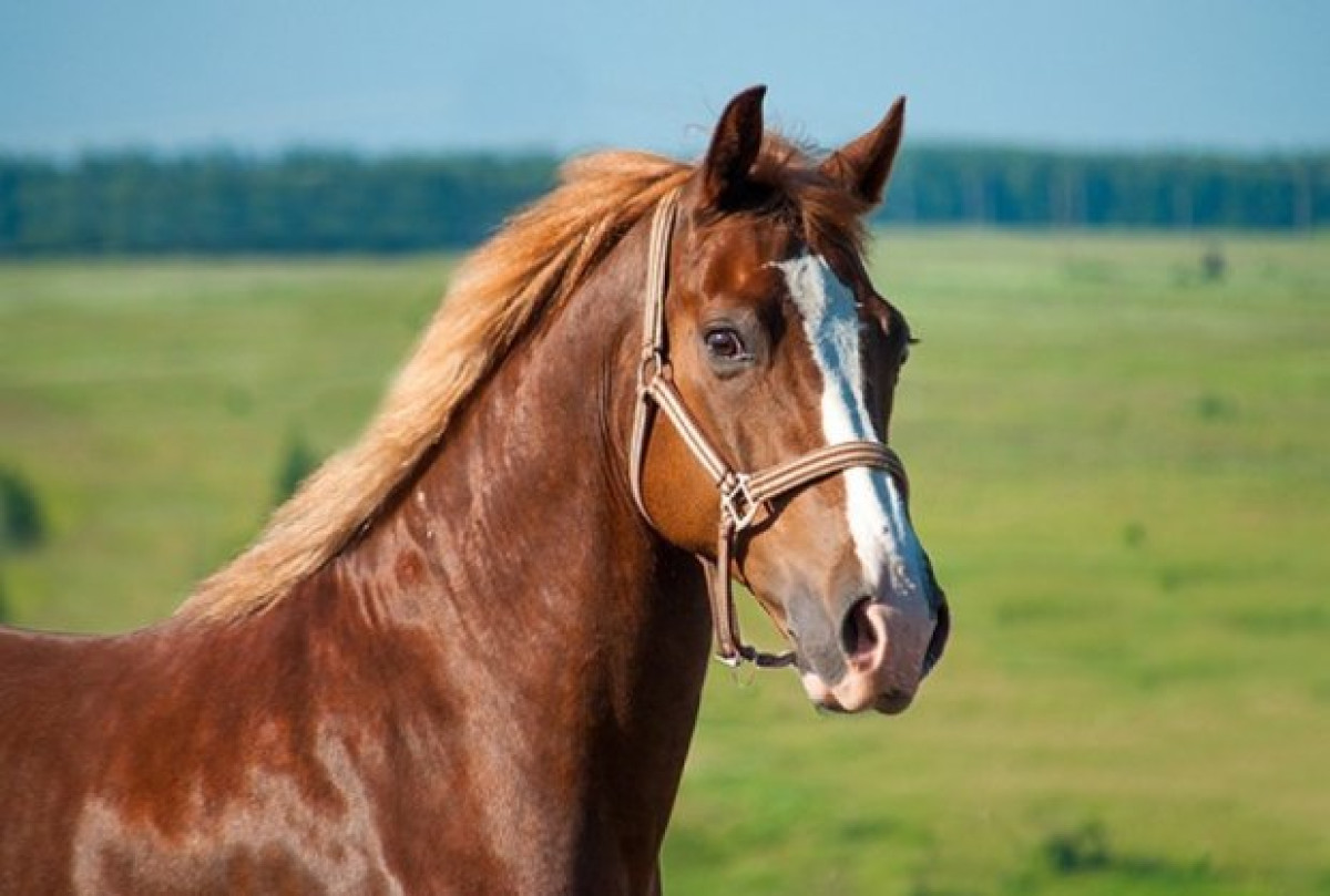 Похищенную лошадь вернули хозяину в Туркестанской области