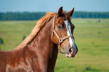 Фотография к новости: Похищенную лошадь вернули хозяину в Туркестанской области