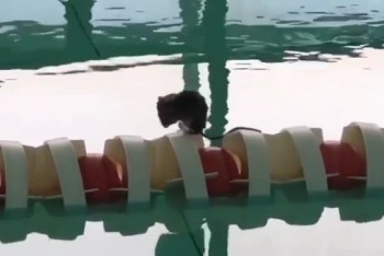 Фотография к новости: Мышь умывалась в бассейне со школьниками Павлодара