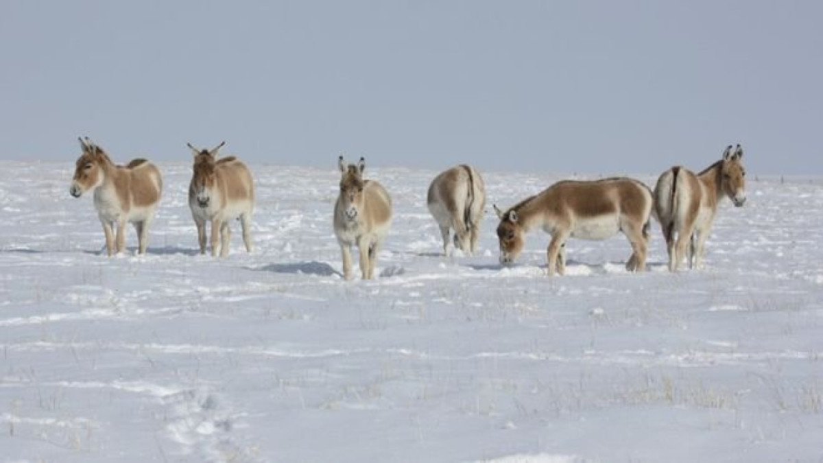 Браконьеры убили выпущенную в тургайскую степь самку кулана