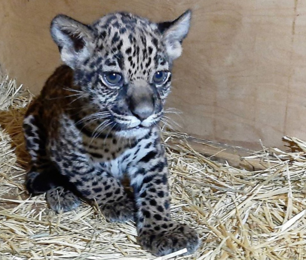 Facebook/ Алматинский зоопарк