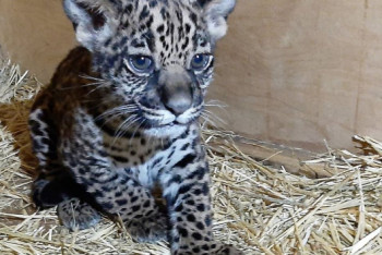 Фотография к новости: Ягуар родился в Алматинском зоопарке