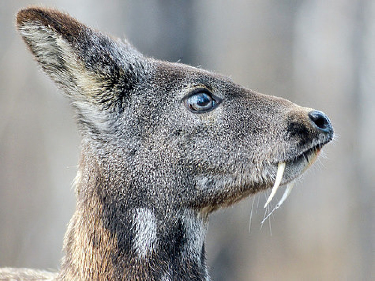 иллюстративное