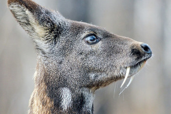 Фотография к новости: Маленький олень с клыками попал в фотоловушку в ВКО