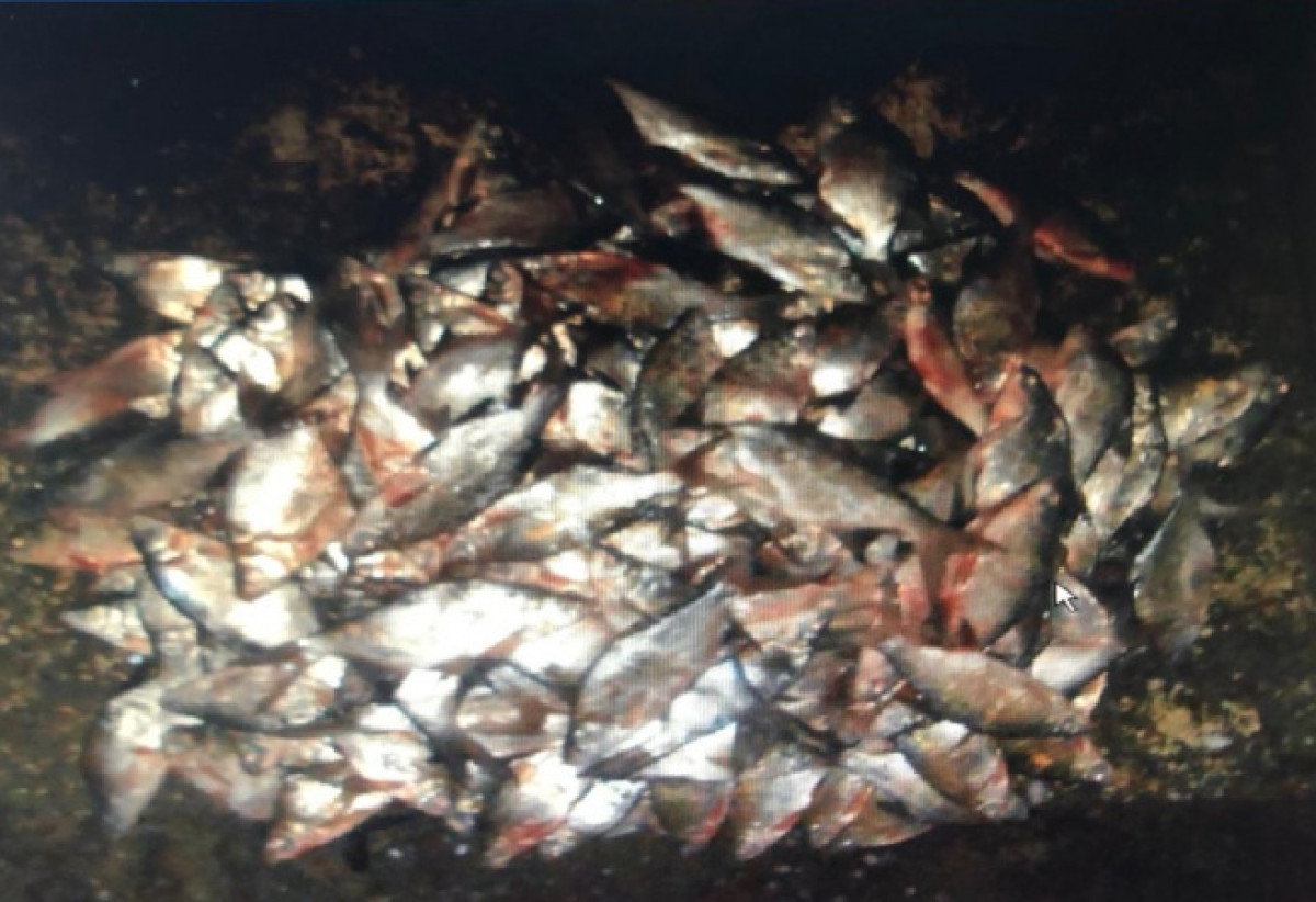 Браконьеров поймали за незаконный крупный улов рыбы в озере Балхаш