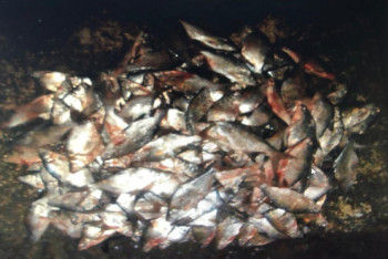 Браконьеров поймали за незаконный крупный улов рыбы в озере Балхаш