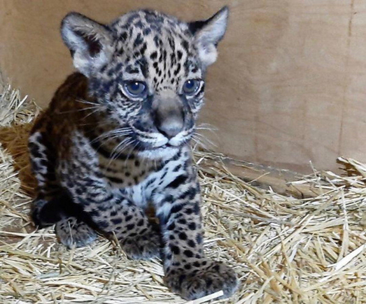 Facebook/ Алматинский зоопарк