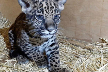 Фотография к новости: Родившегося в Алматинском зоопарке ягуара назвали Австралия