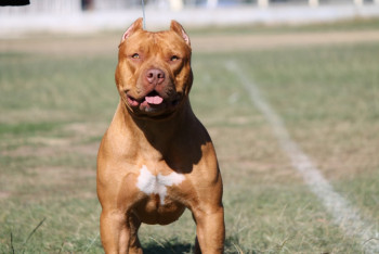 Питбуля натравили на полицейских, прибывших утихомирить дебошира в Усть-Каменогорске