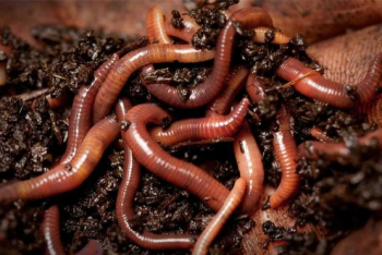 Фотография к новости: Перерабатывать отходы с помощью червей предложил педагог из Костаная