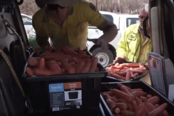 Фотография к новости: Морковный дождь: овощи с вертолета начали скидывать животным в Австралии