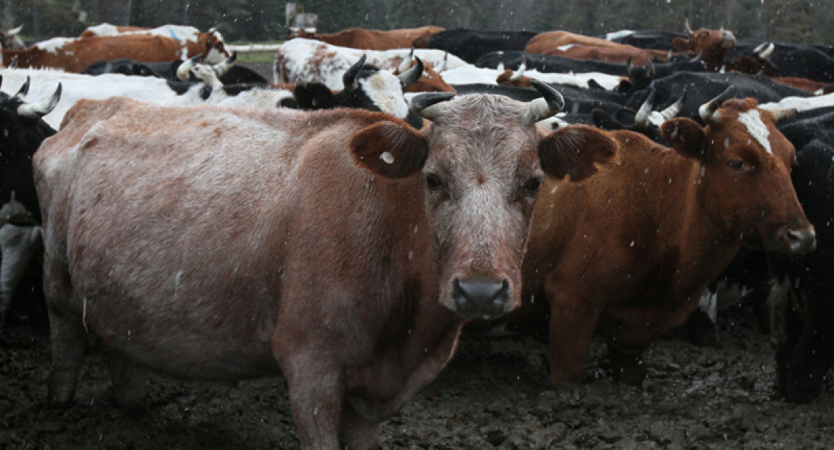 иллюстративное