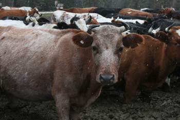 Фотография к новости: На разгуливающих по улицам коров и лошадей пожаловались жители Шымкента