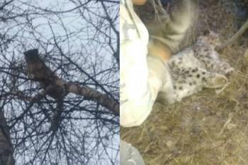 Фотография к новости: Снежные барсы спустились с гор к людям в Кыргызстане