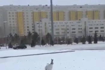 Фотография к новости: Зайца заметили возле Дома министерств в Нур-Султане