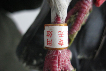 Фотография к новости: Появление в Казахстане сизых голубей с китайскими иероглифами объяснили в Минэкологии