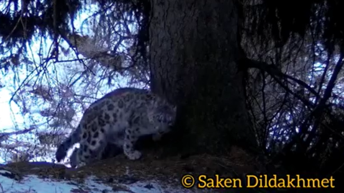 Три снежных барса попали в фотоловушку в Алматинской области