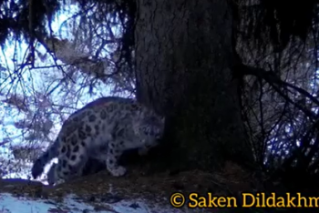 Фотография к новости: Три снежных барса попали в фотоловушку в Алматинской области