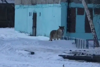 Фотография к новости: Волк прогуливался во дворах многоэтажек в Аксу