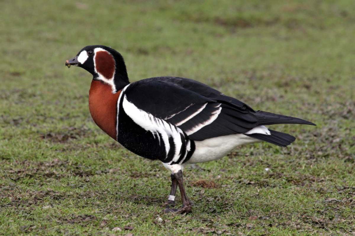 из открытых источников