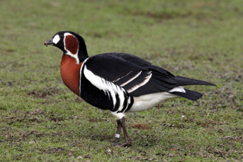 Фотография к новости: Помеченная в СКО GPS-передатчиком птица убита браконьерами в Румынии
