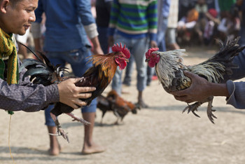 Фотография к новости: Вооруженный шпорами петух зарезал мужчину в Индии
