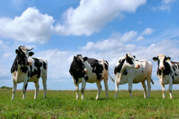 Фотография к новости: Казахстан вводит запрет на вывоз живого скота